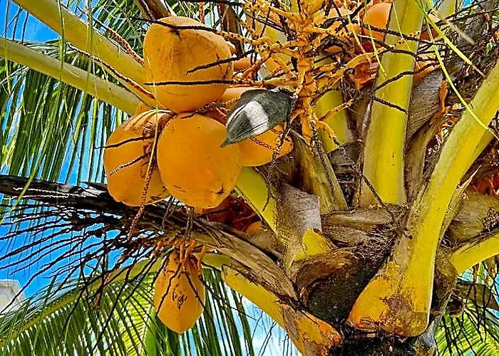The Seaboards Seychelles Hotel Anse Boileau